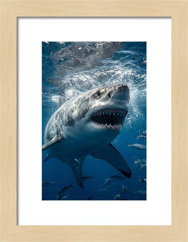 Great White Shark Hunting