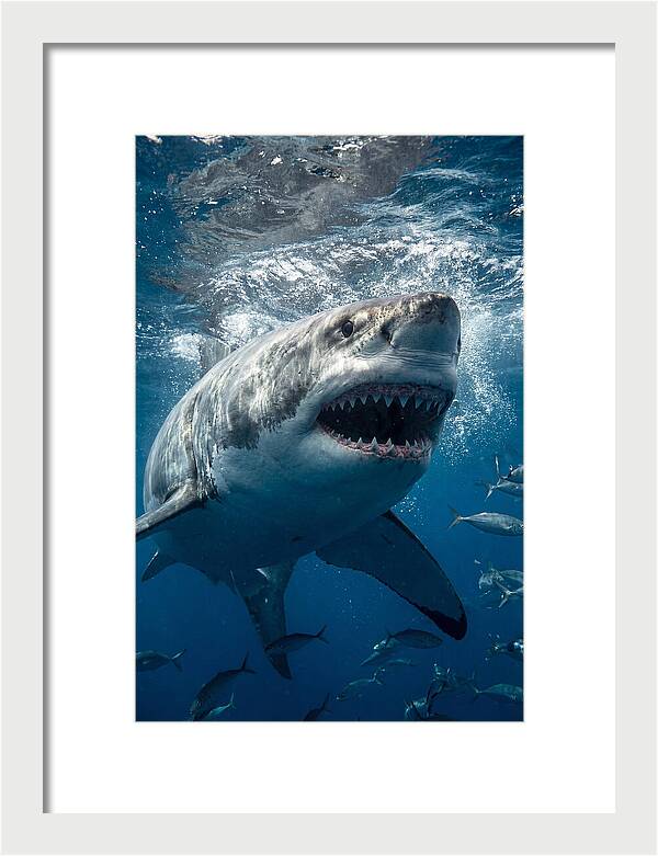 Great White Shark Hunting