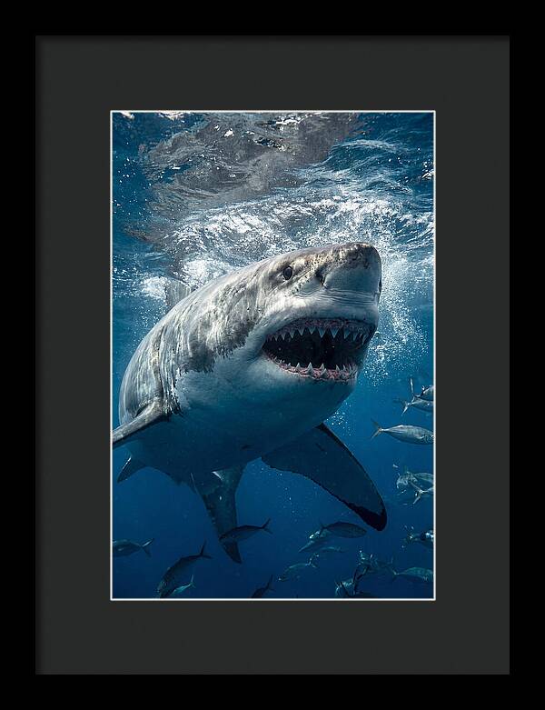 Great White Shark Hunting