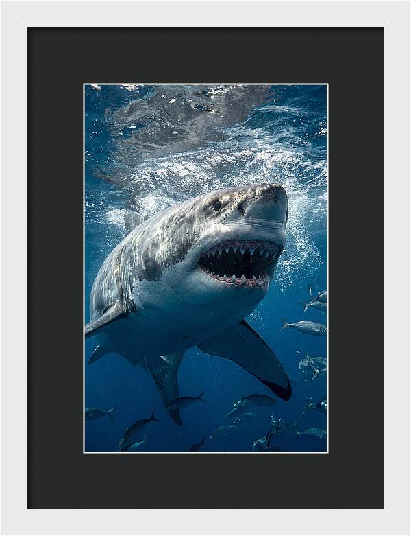 Great White Shark Hunting