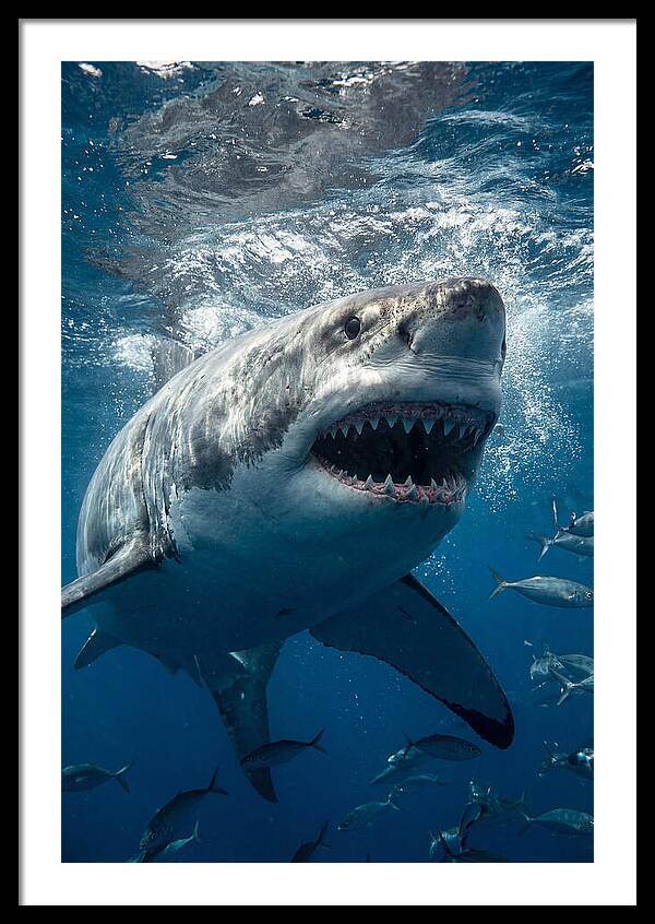 Great White Shark Hunting