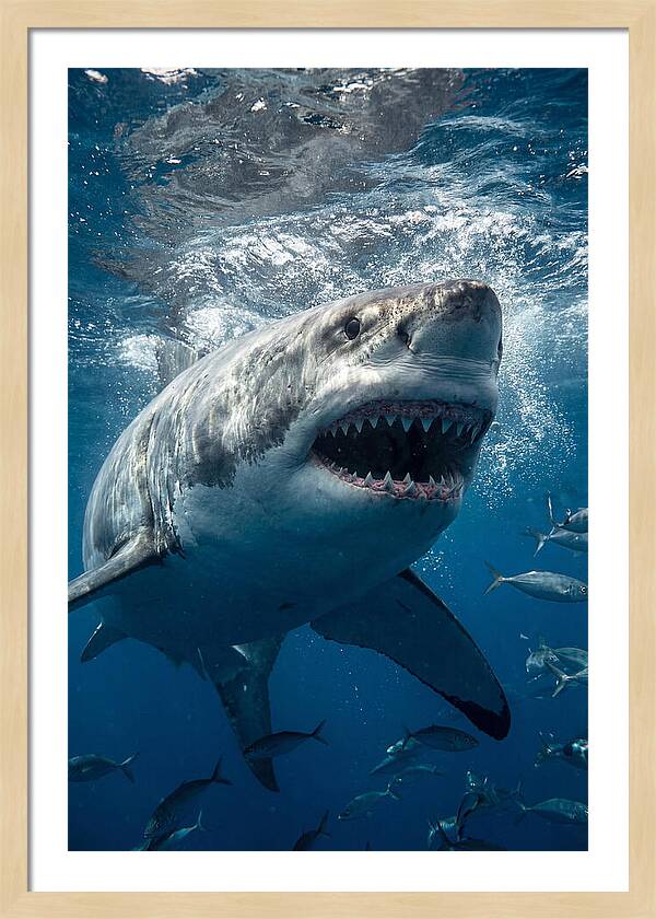 Great White Shark Hunting