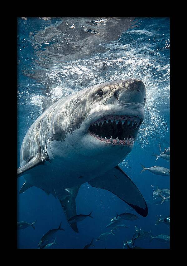 Great White Shark Hunting