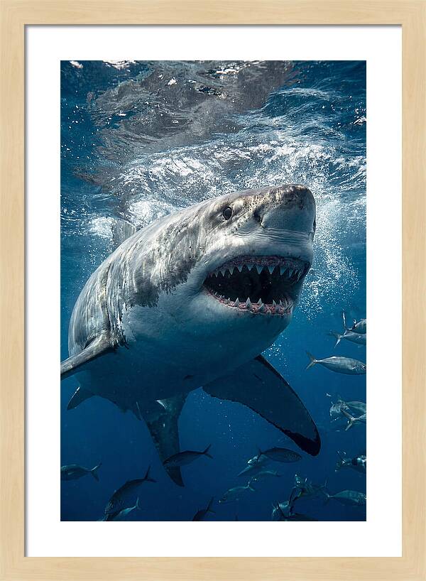 Great White Shark Hunting