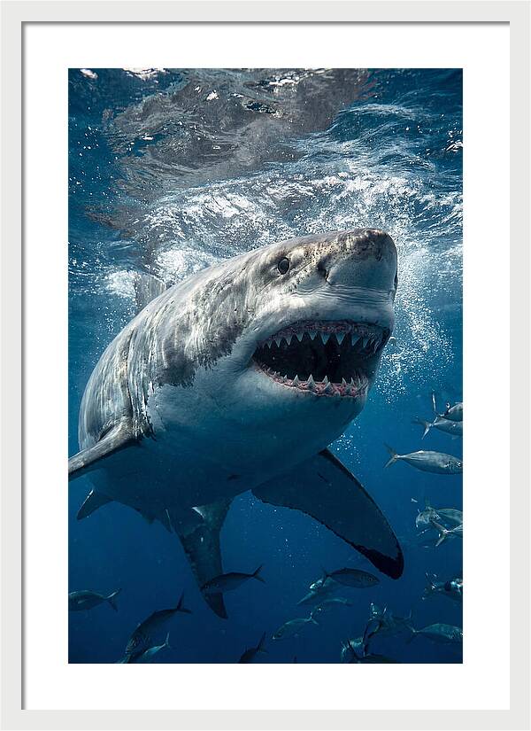 Great White Shark Hunting