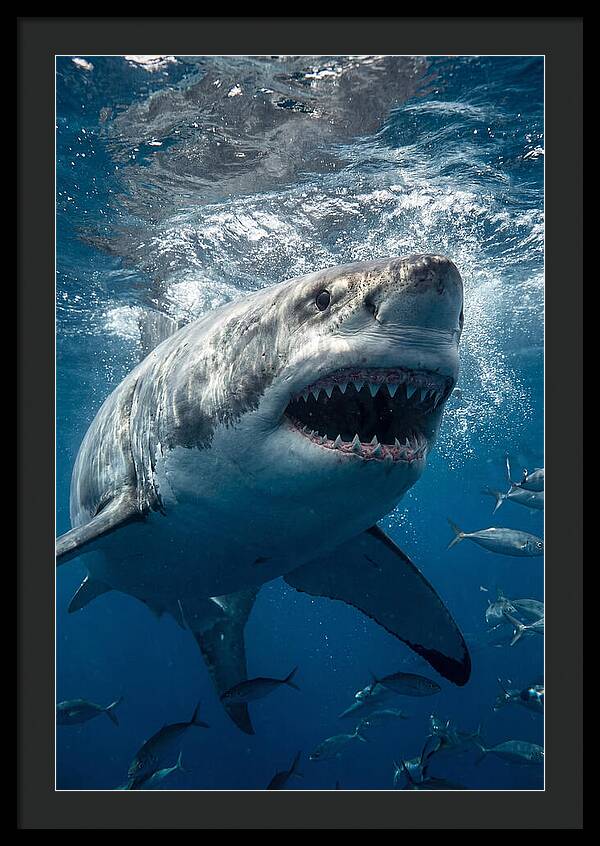 Great White Shark Hunting