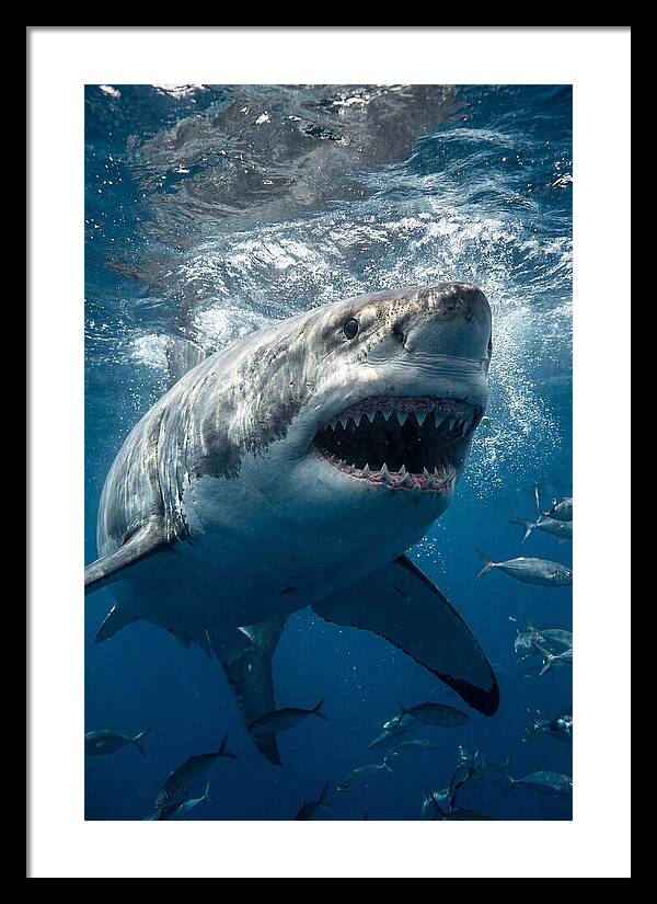 Great White Shark Hunting