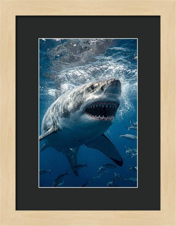 Great White Shark Hunting