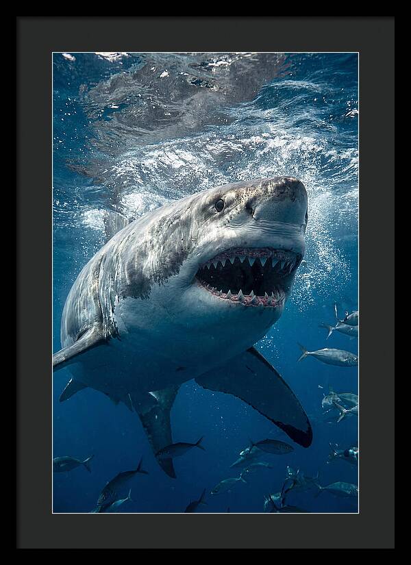 Great White Shark Hunting