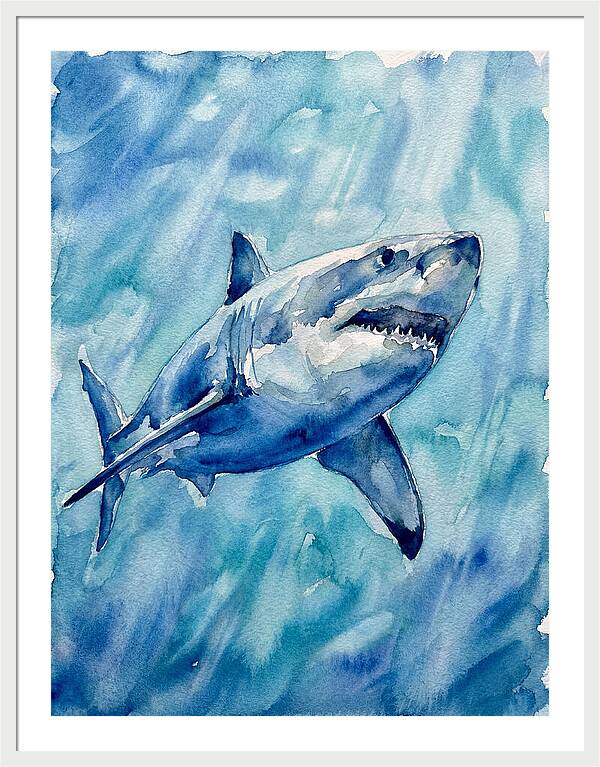 Great White Shark Swimming