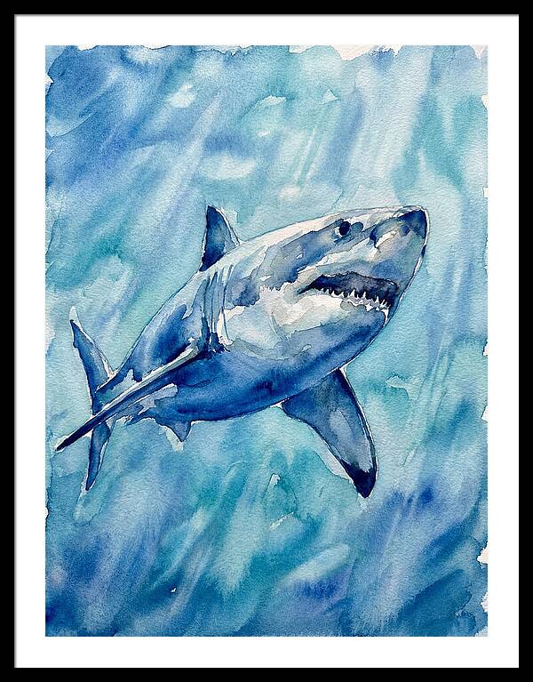 Great White Shark Swimming