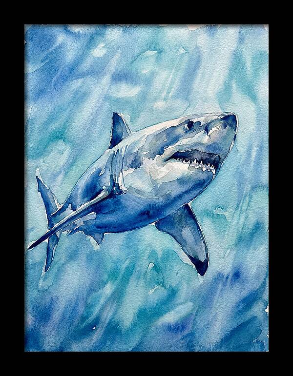 Great White Shark Swimming