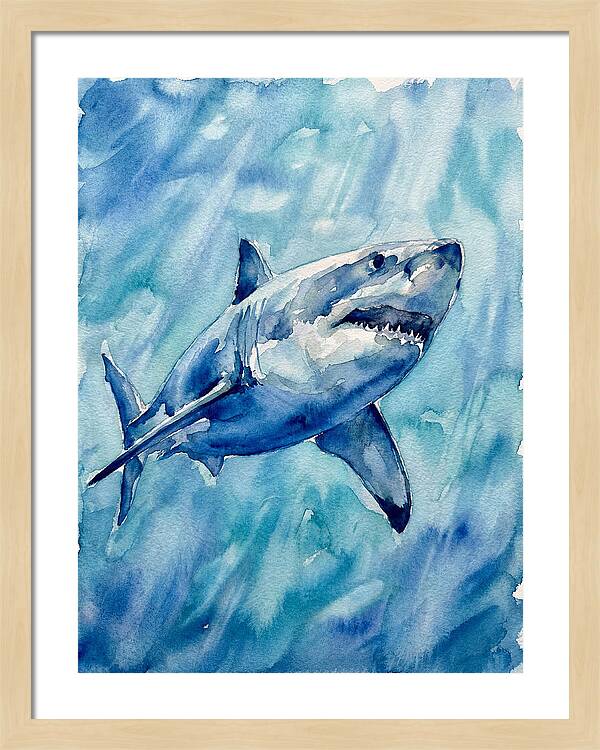 Great White Shark Swimming