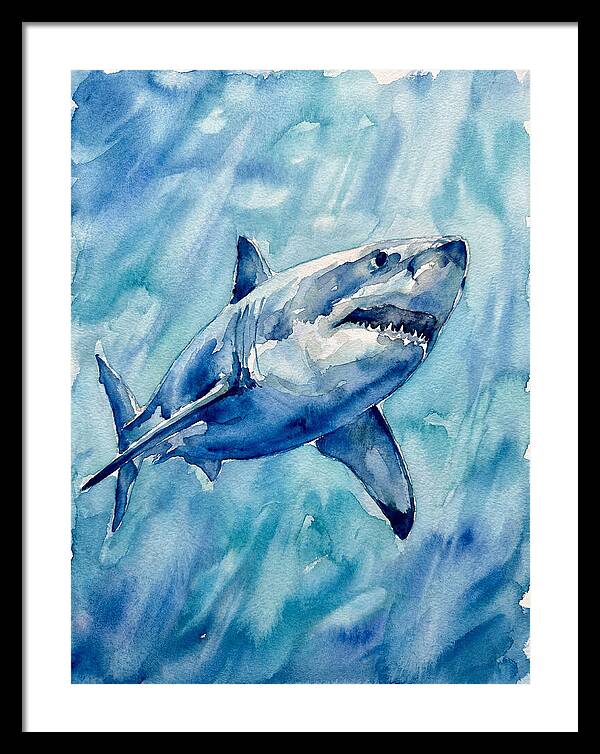 Great White Shark Swimming