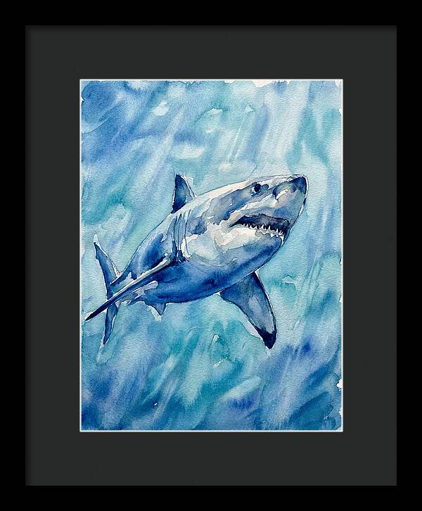 Great White Shark Swimming