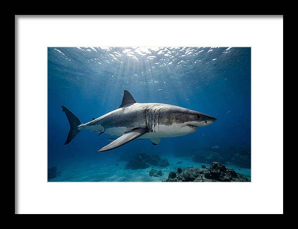 Great White Shark Underwater Majesty