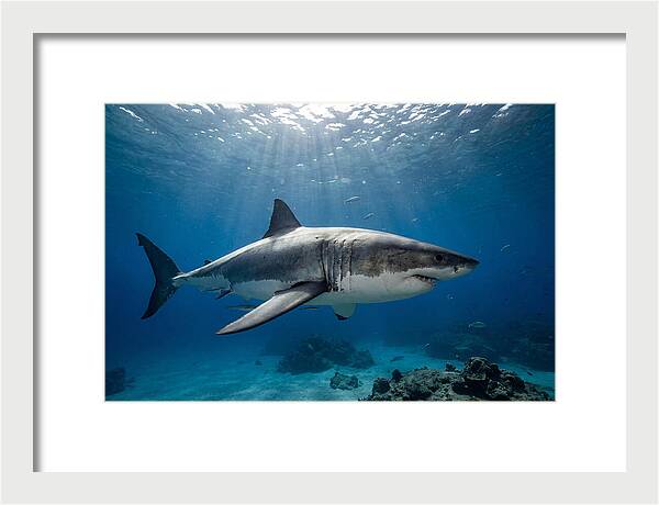 Great White Shark Underwater Majesty
