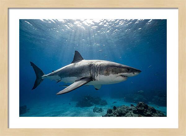 Great White Shark Underwater Majesty