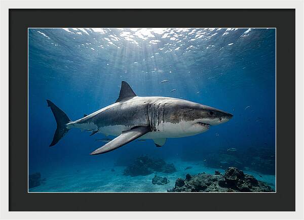 Great White Shark Underwater Majesty