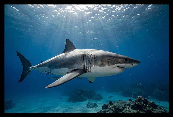 Great White Shark Underwater Majesty