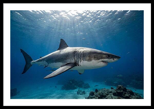 Great White Shark Underwater Majesty