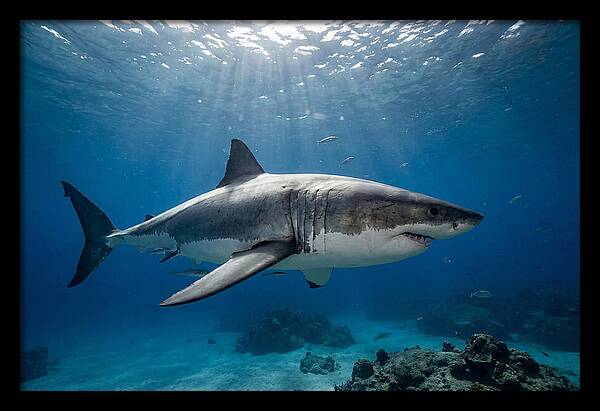 Great White Shark Underwater Majesty