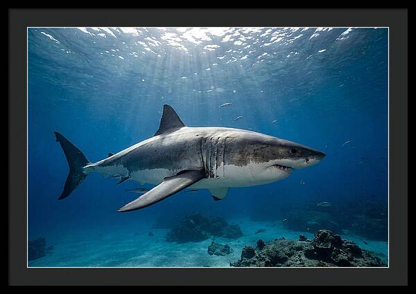 Great White Shark Underwater Majesty