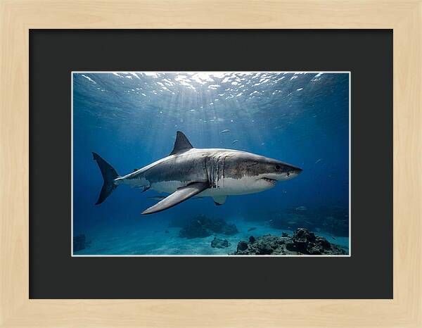 Great White Shark Underwater Majesty