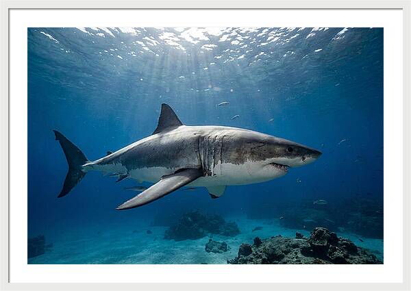 Great White Shark Underwater Majesty