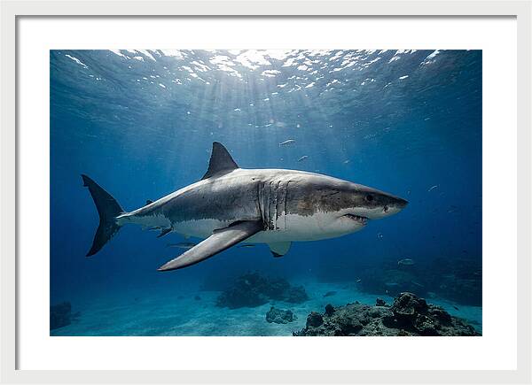Great White Shark Underwater Majesty
