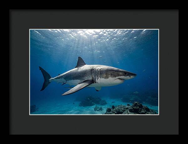 Great White Shark Underwater Majesty