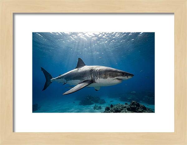 Great White Shark Underwater Majesty