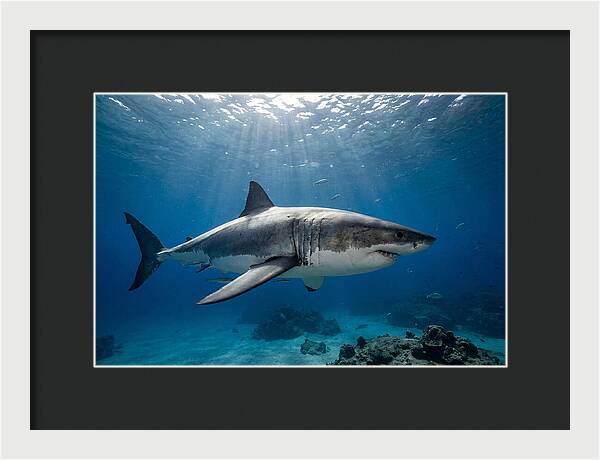 Great White Shark Underwater Majesty
