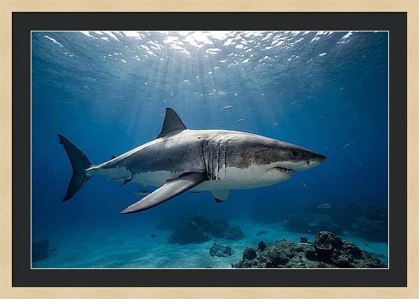 Great White Shark Underwater Majesty