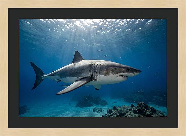 Great White Shark Underwater Majesty