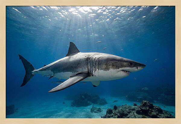 Great White Shark Underwater Majesty