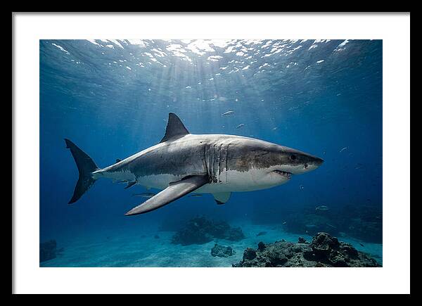 Great White Shark Underwater Majesty