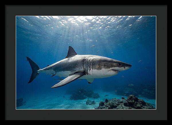Great White Shark Underwater Majesty