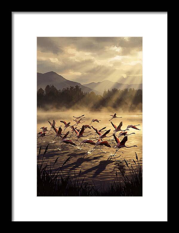 Greater Flamingos Taking Flight