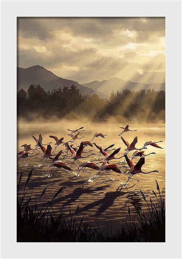 Greater Flamingos Taking Flight