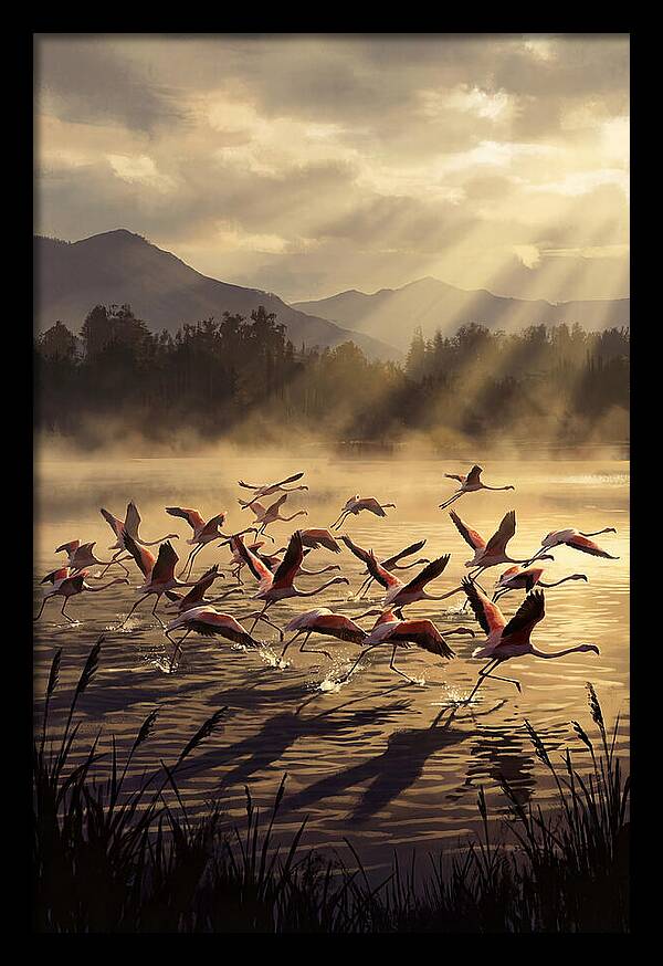 Greater Flamingos Taking Flight