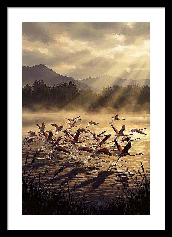 Greater Flamingos Taking Flight