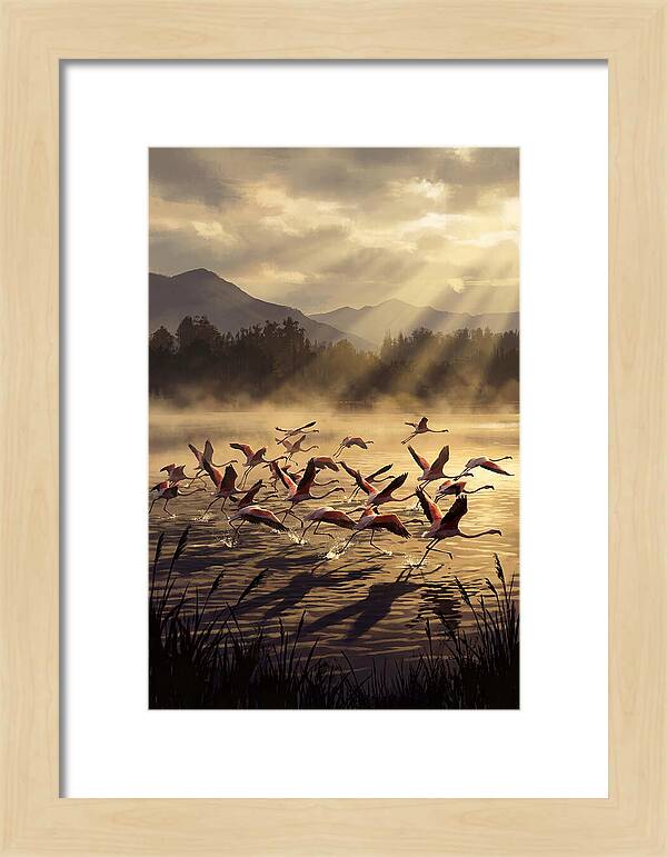 Greater Flamingos Taking Flight