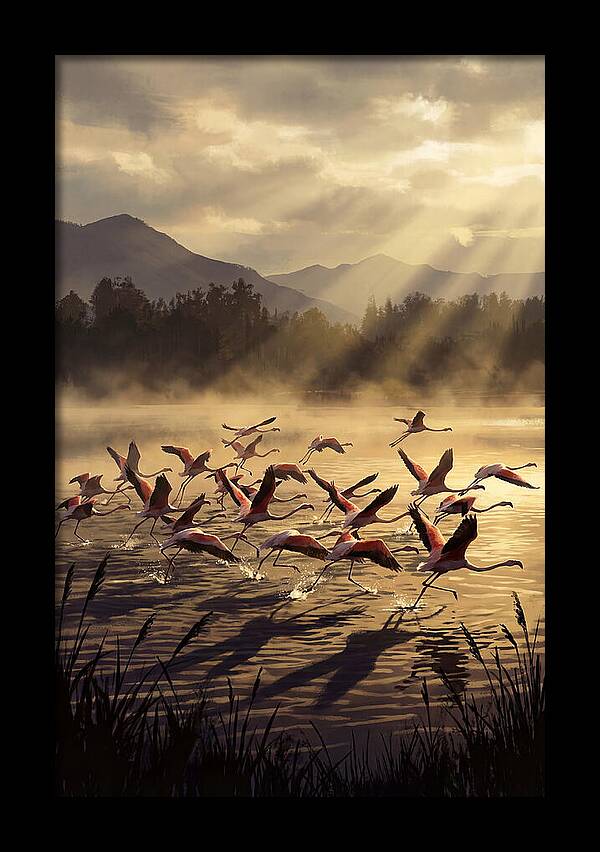 Greater Flamingos Taking Flight