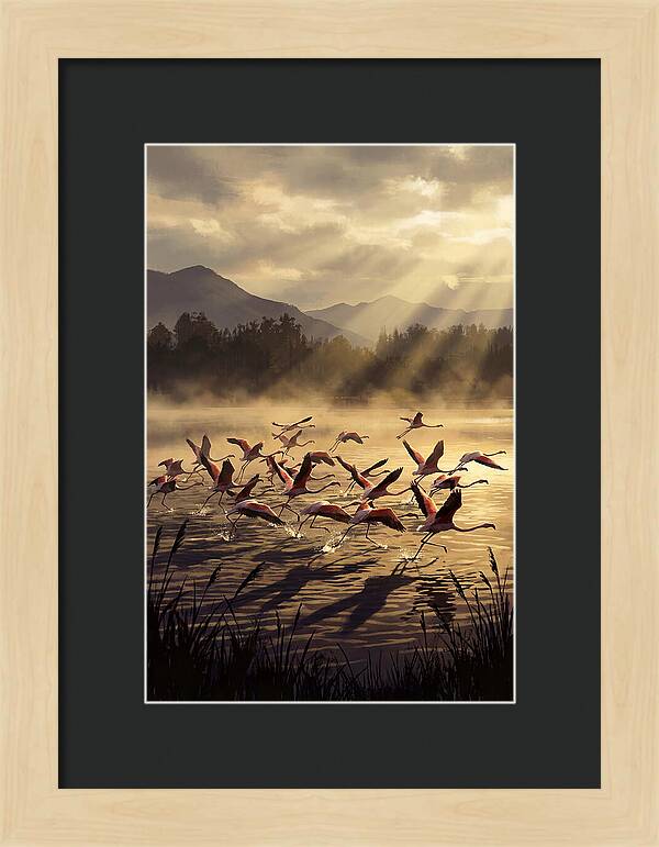Greater Flamingos Taking Flight