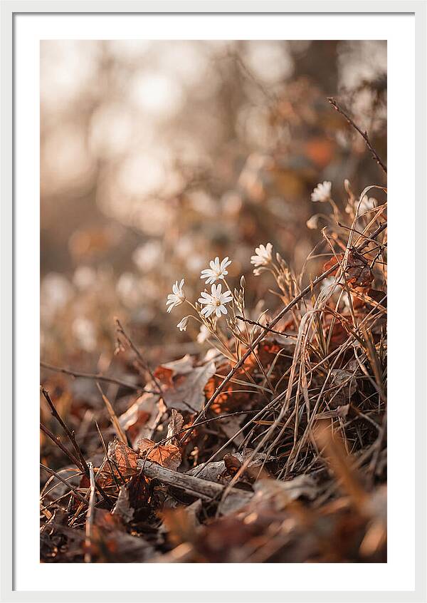 Greater Stitchwort Blossoms