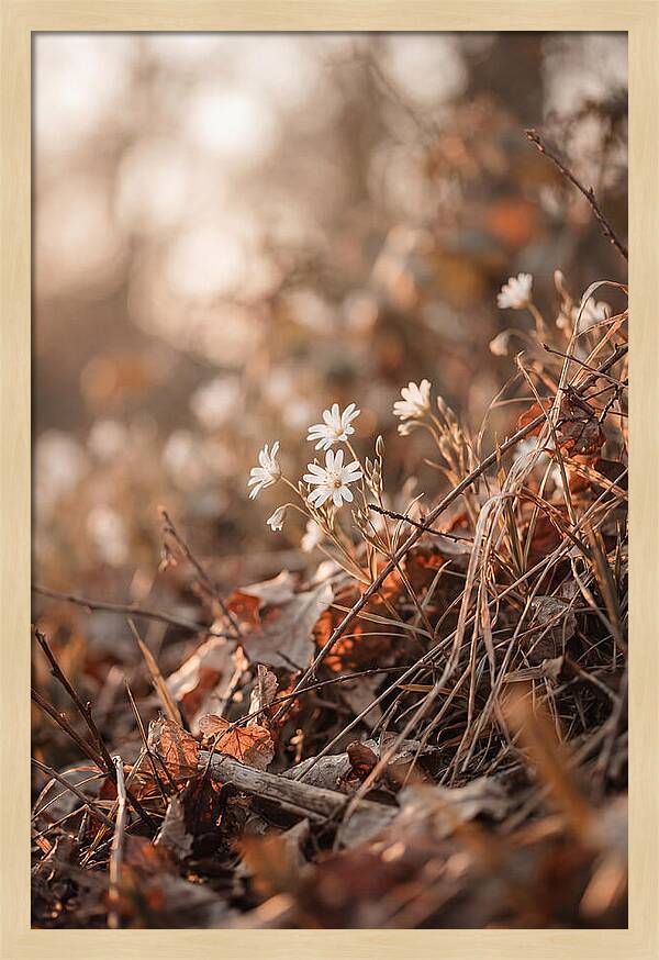 Greater Stitchwort Blossoms