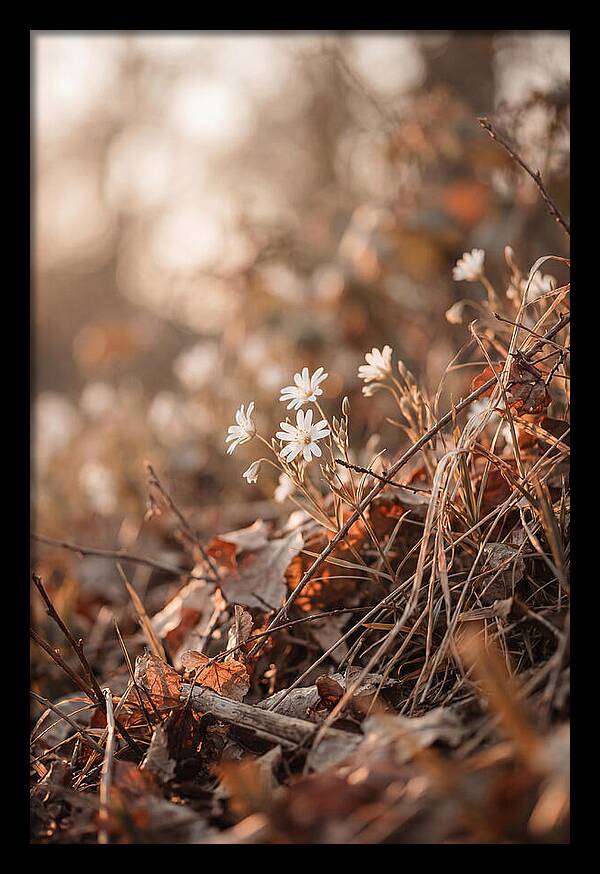 Greater Stitchwort Blossoms