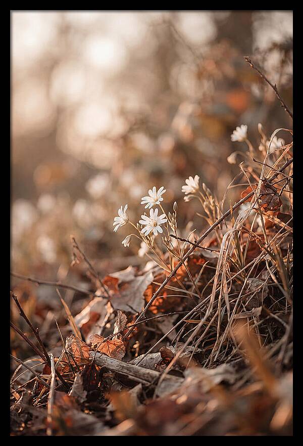 Greater Stitchwort Blossoms