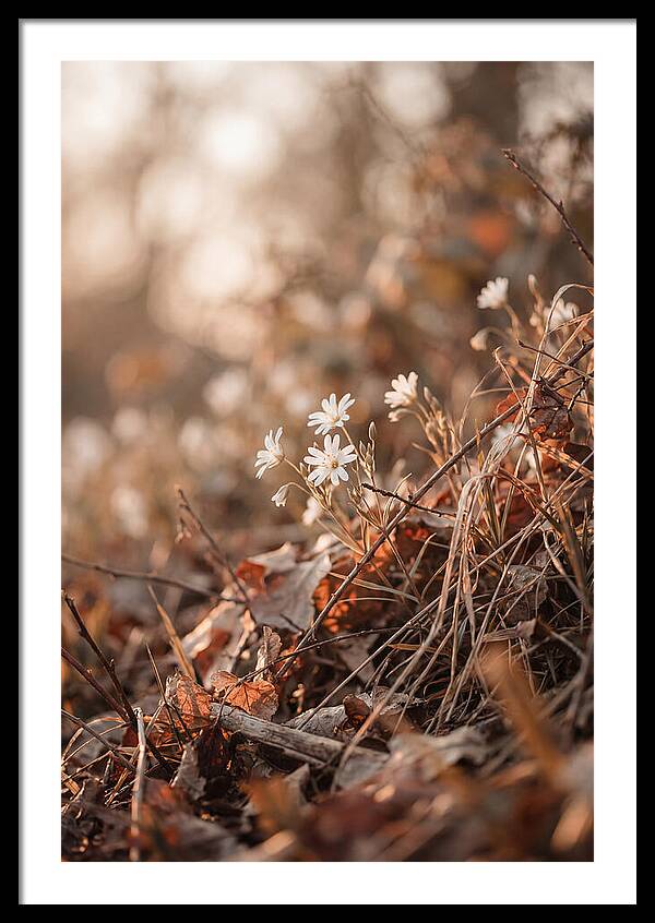 Greater Stitchwort Blossoms